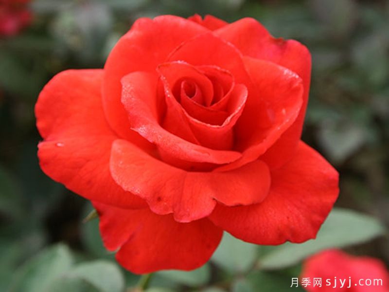 翰钱月季Kanegem(图1)