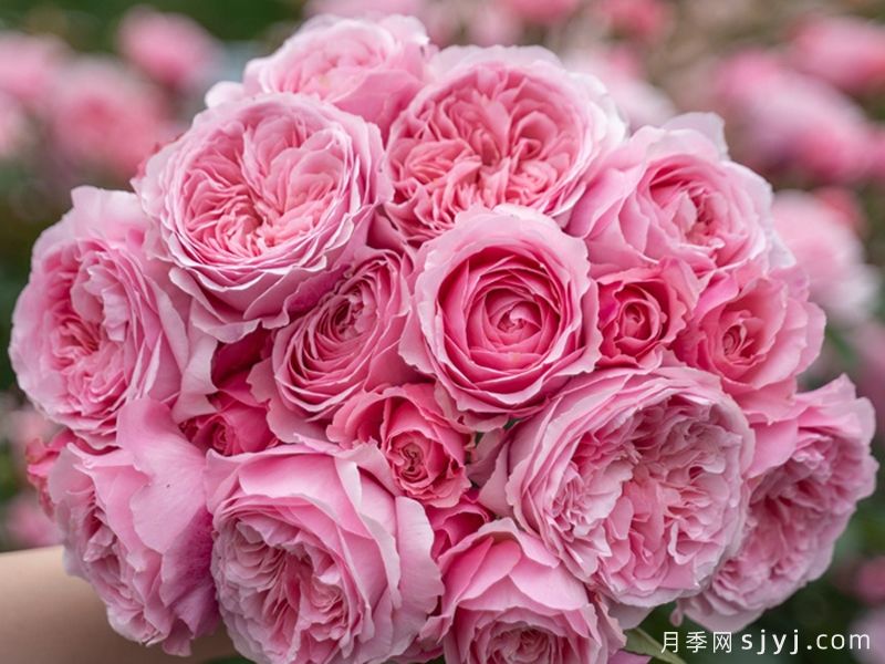 和娇月季(图2)
