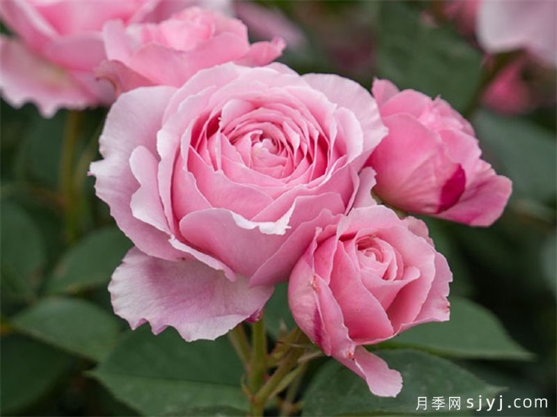 和娇月季(图3)