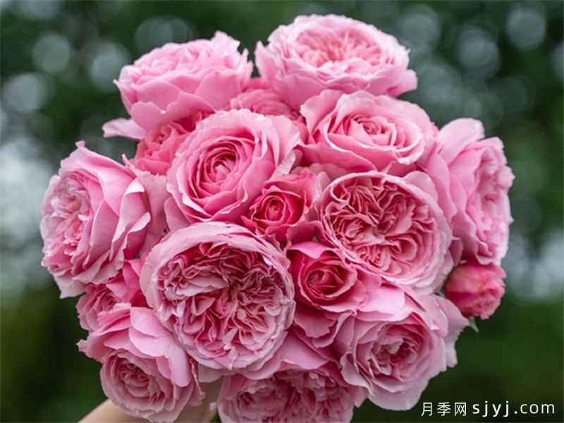 和娇月季(图4)