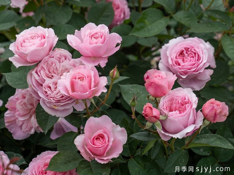 和娇月季(图6)