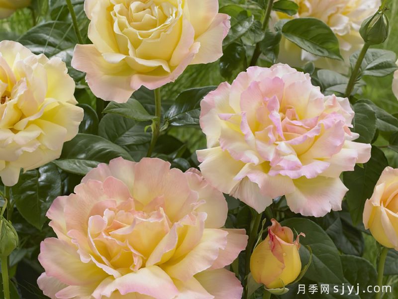 和平月季/黄和平月季Yellow Peace(图3) 和平月季/黄和平月季Yellow Peace(图3)