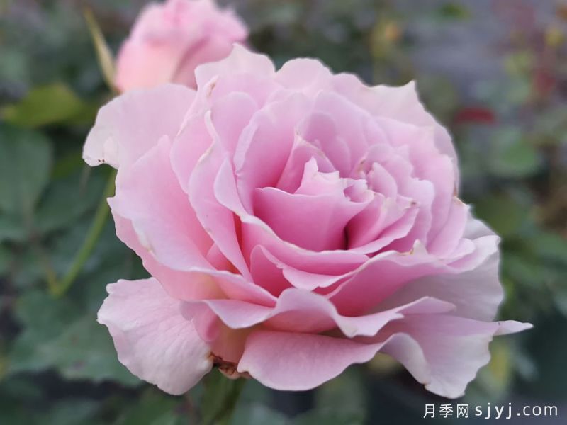 新娘月季/新婚月季La mariee(图2) 新娘月季/新婚/河本新娘La mariee(图2)