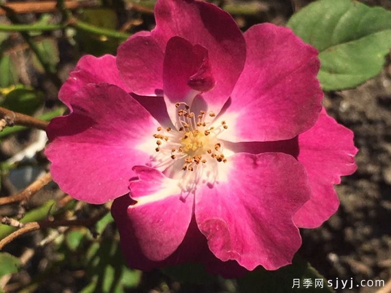荷叶羽毛月季Ruffled Feathers(图1)