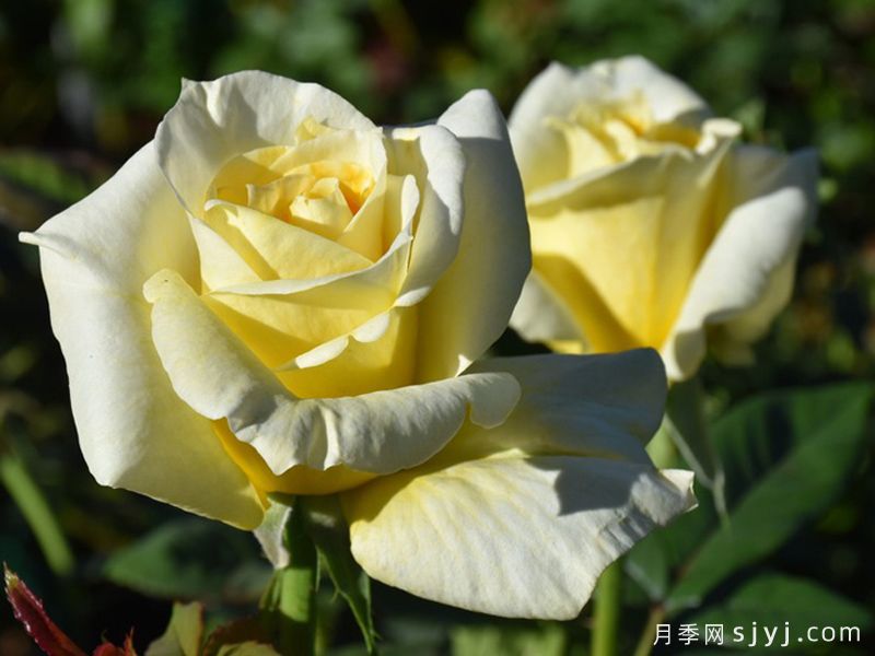 赫尔穆特施密特月季Helmut Schmidt(图2)
