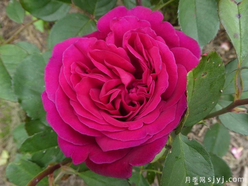 黑莓月季Blackberry Nip(图1)
