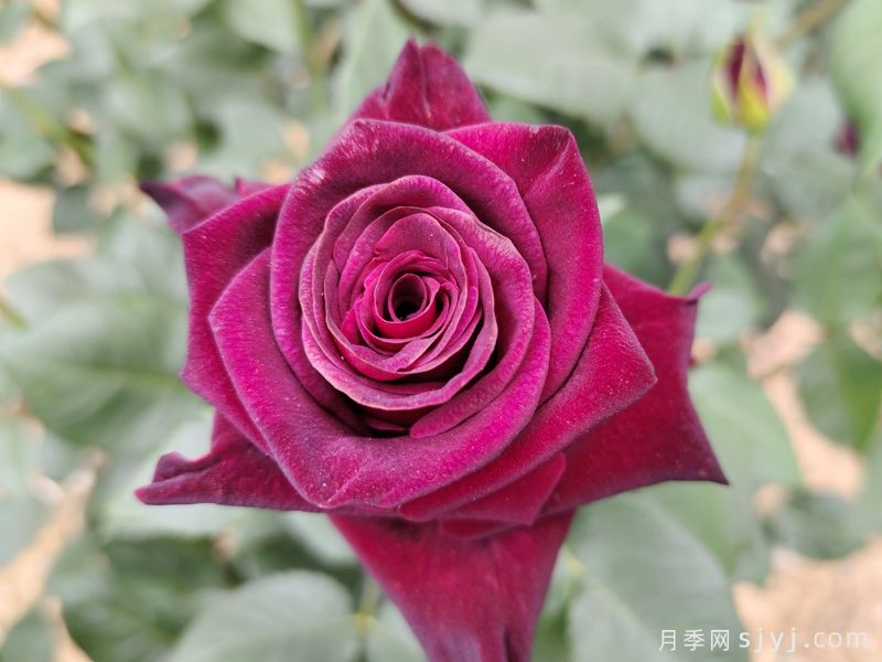 黑美人月季Black Beauty(丰花)(图2)