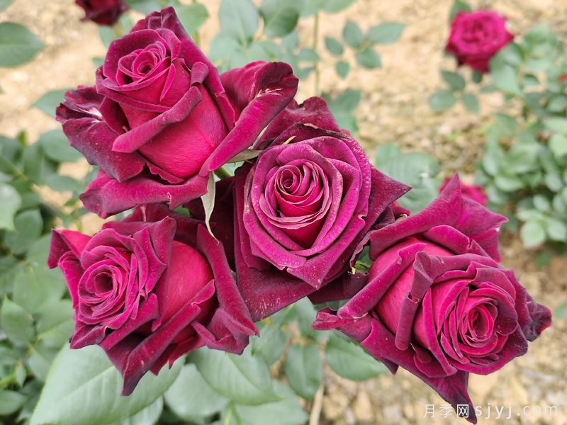 黑美人月季Black Beauty(丰花)(图3)
