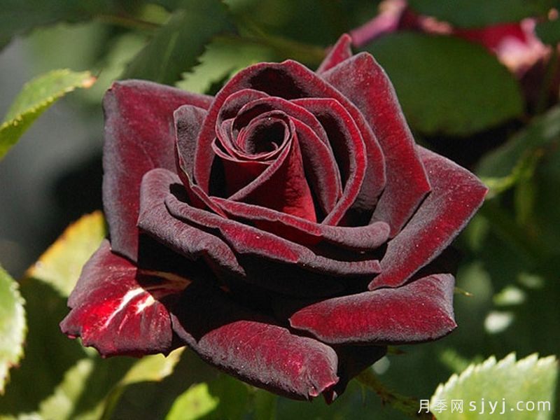 黑美人月季Black Beauty(丰花)(图4)