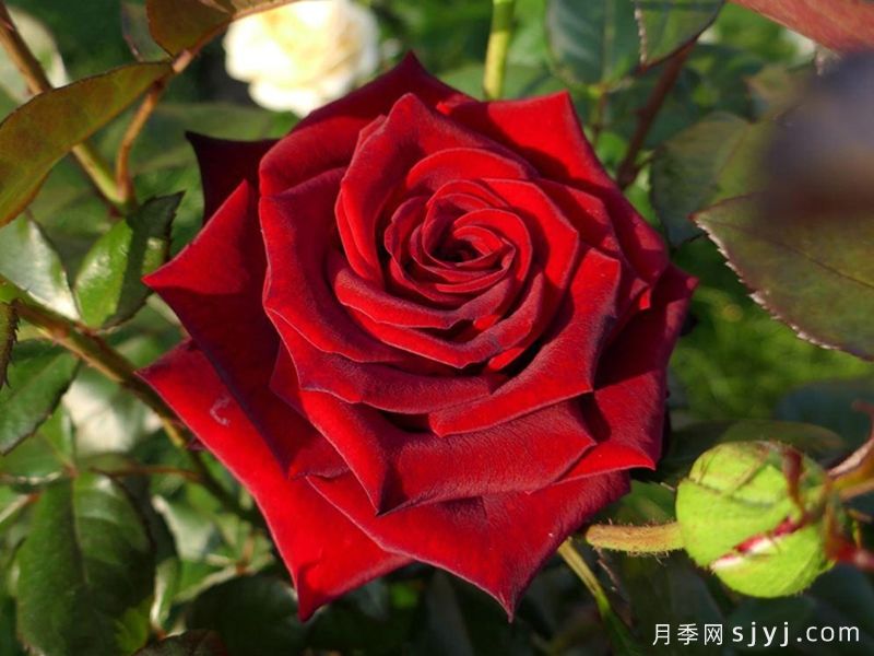 黑魔法月季/丹尼尔莫科姆/黑魔术Black Magic(图1)