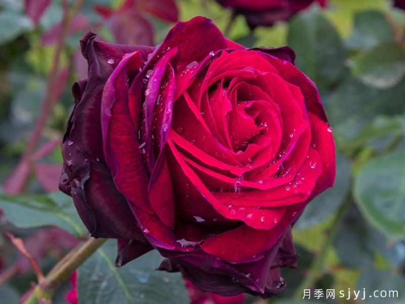 黑魔术月季Magia Nera(图2)