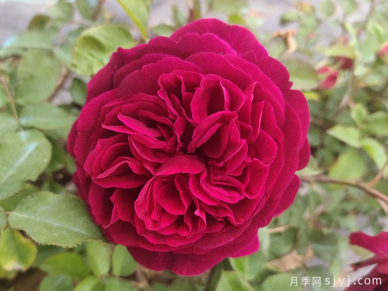 黑伍德月季/曼斯特德伍德Munstead Wood(图4)