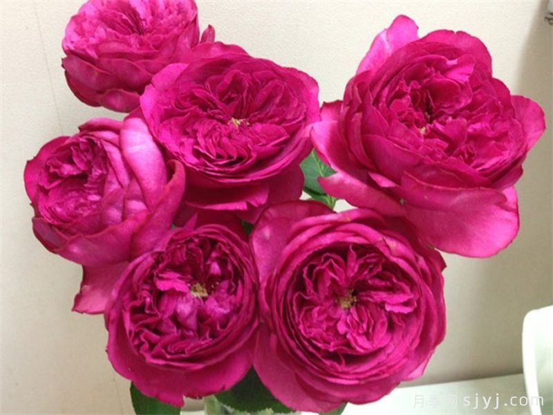 红宝石伯爵月季/伊芙红宝石Ruby Piaget(图2)