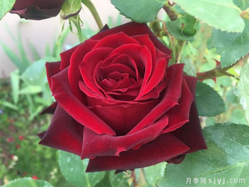 黑珍珠月季Black Pearl(图1)