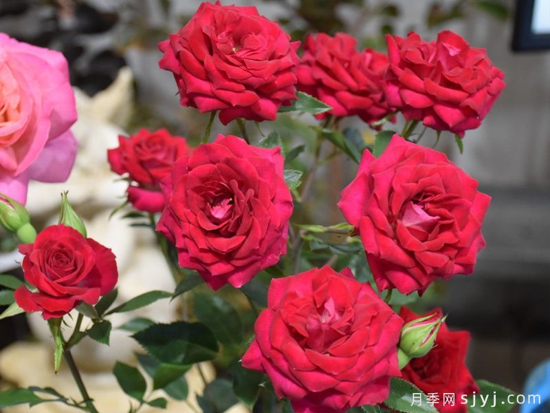 红宝石月季Red Gem(图2)