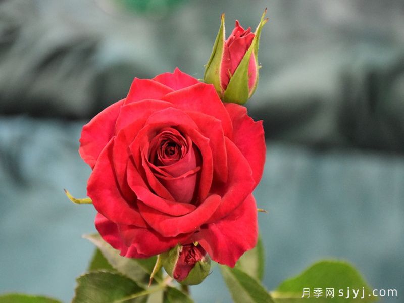 红宝石月季Red Gem(图1)