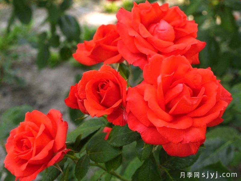 红成功月季/红胜利Red Success(图3)