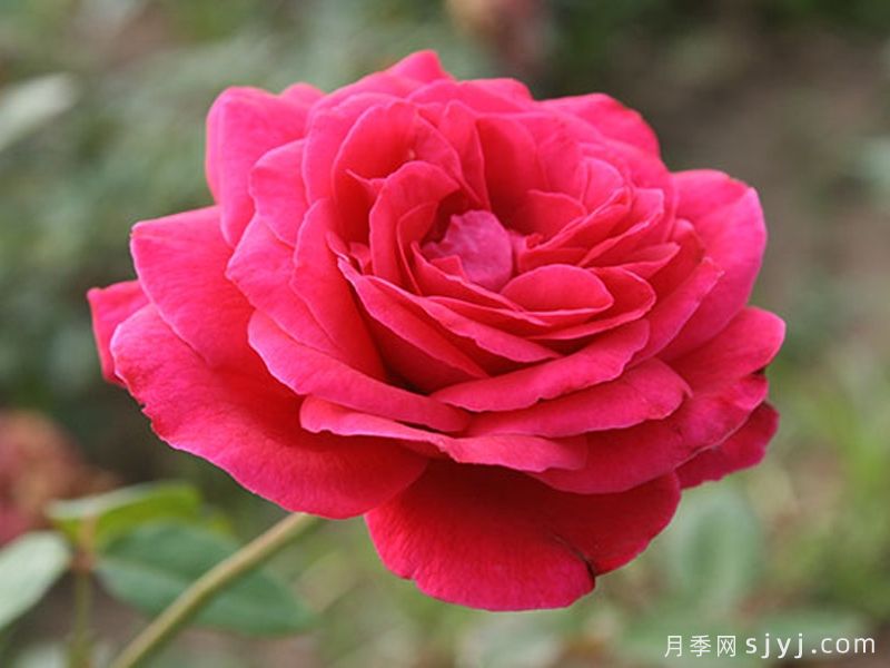 红和平月季Karl Herbst(图1)