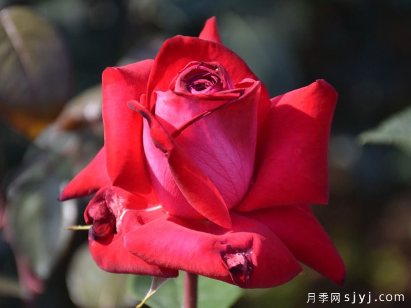 红魔王月季/爱恋之心Red Devil(图2)