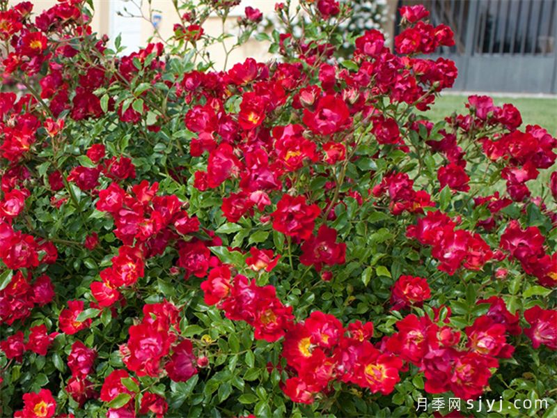 红色漂流月季Red Drift(图3)