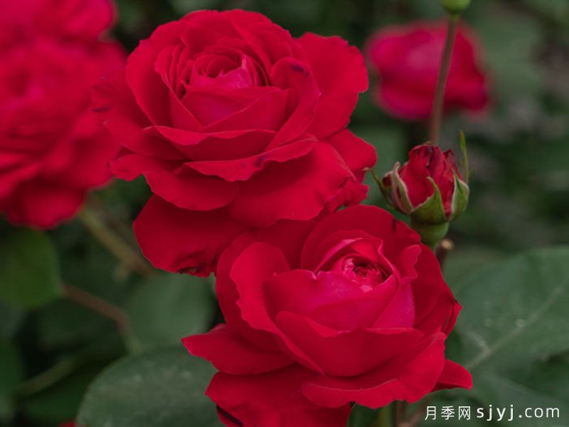 红石榴月季(图2)