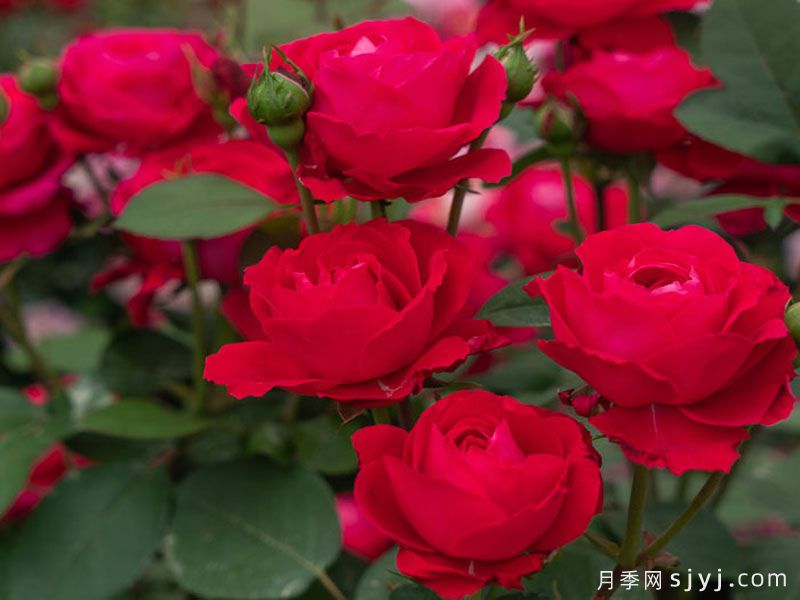 红石榴月季(图1)