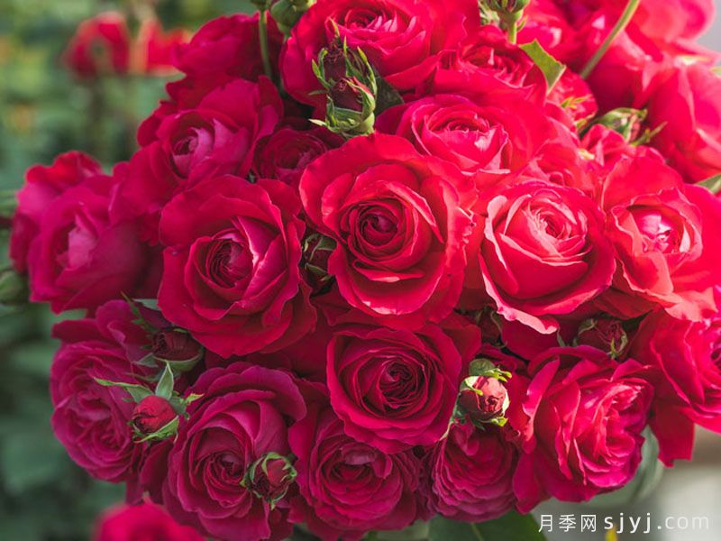 红石榴月季(图3)