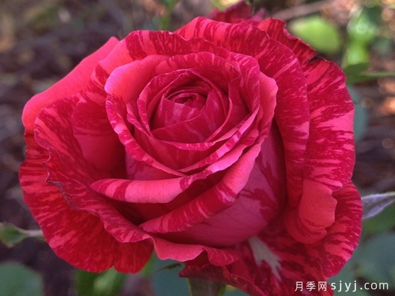 红色直觉月季Red Intuition(图5)