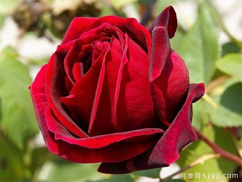 红丝绒月季/红色天鹅绒Red Velvet(图1)