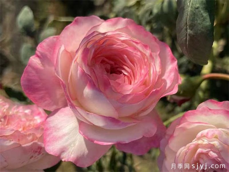 红素月季(图2)