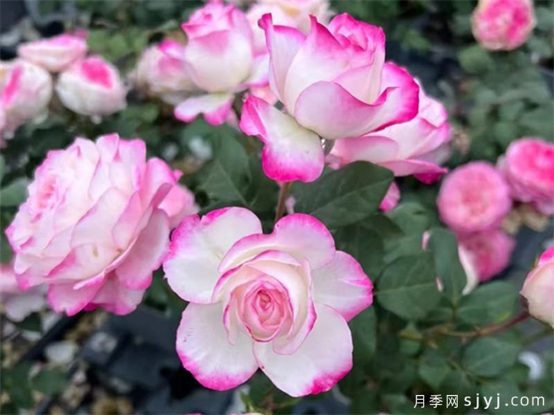 红素月季(图3)