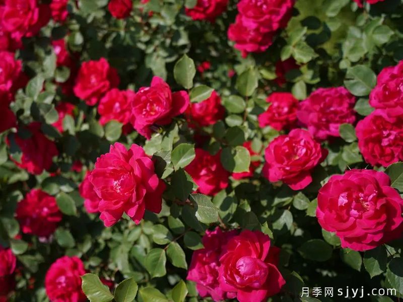红五月月季(图2)