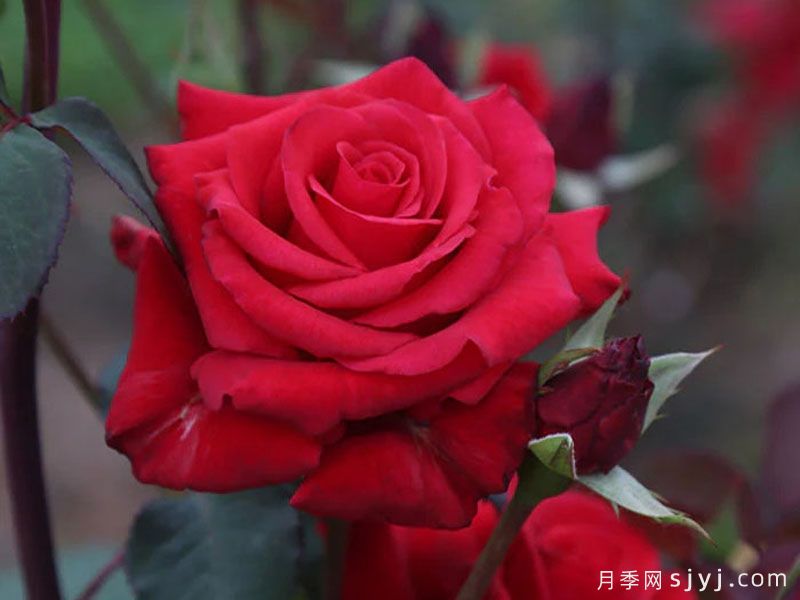 红衣主教月季Kardinal(图1)