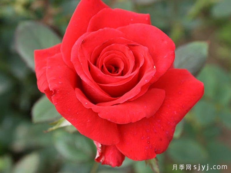 红衣主教月季Kardinal(图2)