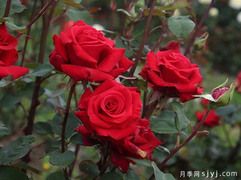 红衣主教月季Kardinal(图5)