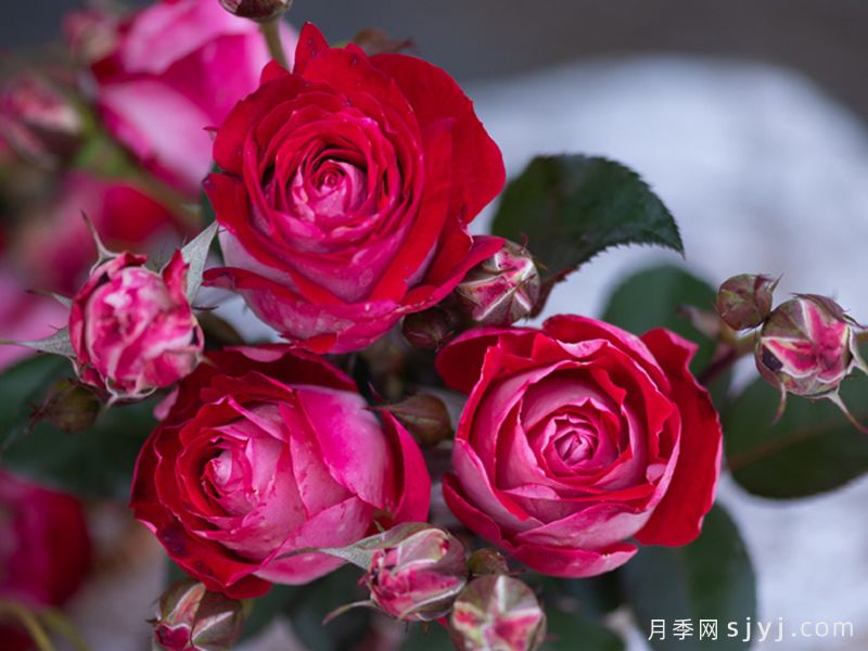 红缀银盘月季(图2) 红缀银盘月季(图2)
