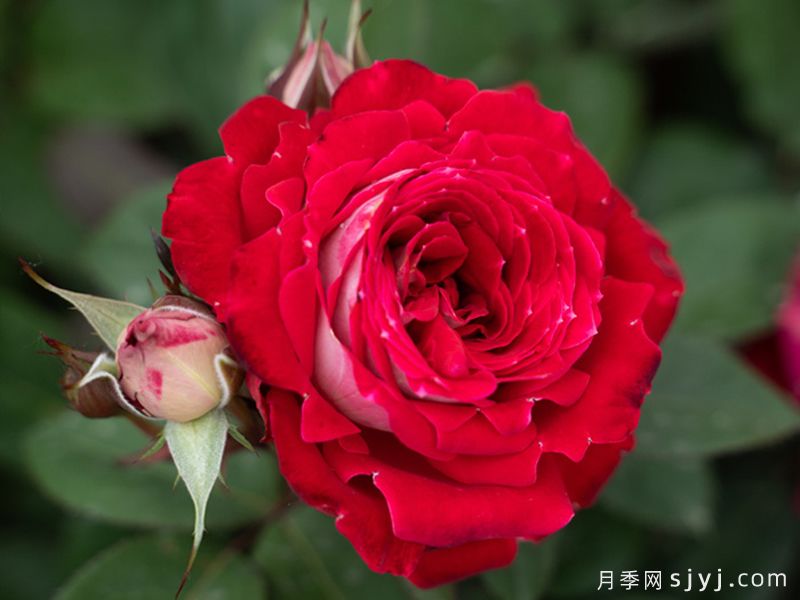 红缀银盘月季(图1) 红缀银盘月季(图1)