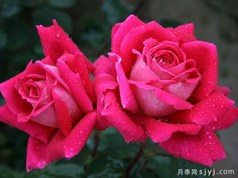 胡佛总统月季President Herbert Hoover(图4)