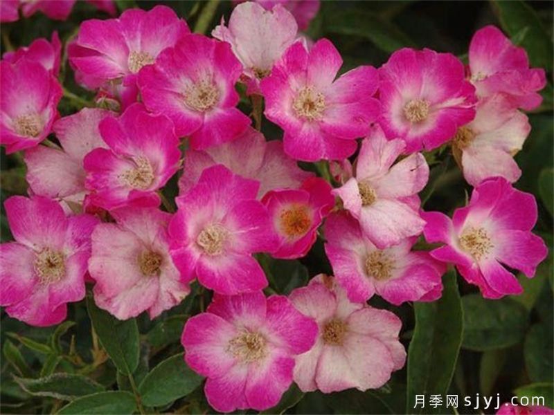 蝴蝶之吻月季/蝶吻月季(法国)Butterfly Kisses(图2)