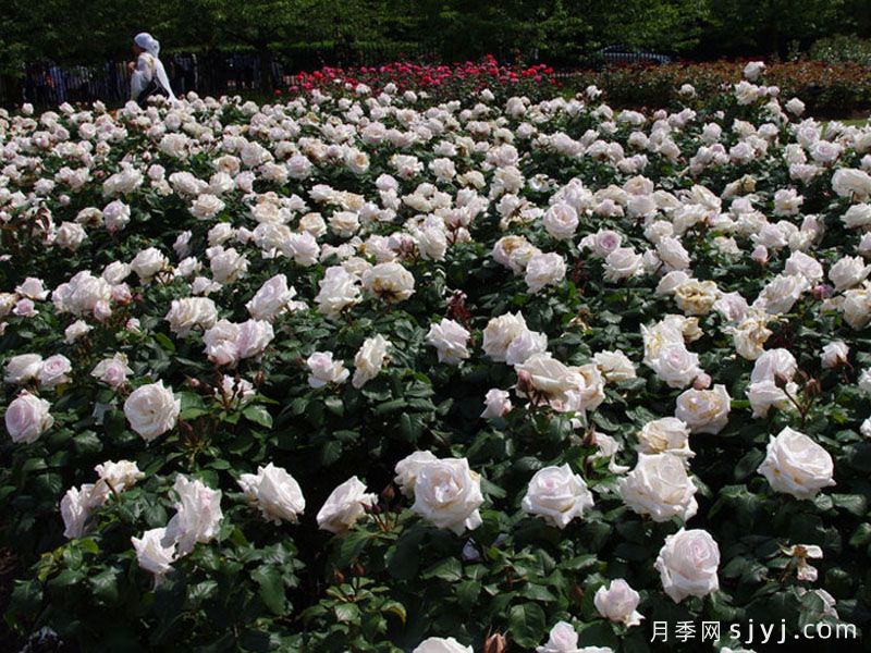 蝴蝶之吻月季/蝶吻/贝尔蒙特玫瑰(英国)Butterfly Kisses(图3)
