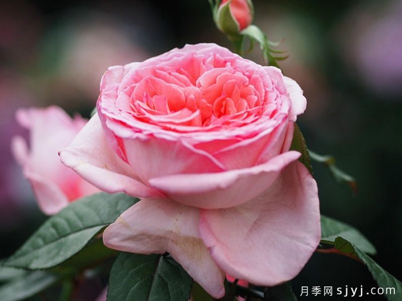 花宫娜月季Fragonard(图5)