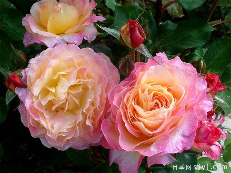 花蝴蝶月季/华丽丽月季Gorgeous(图3)