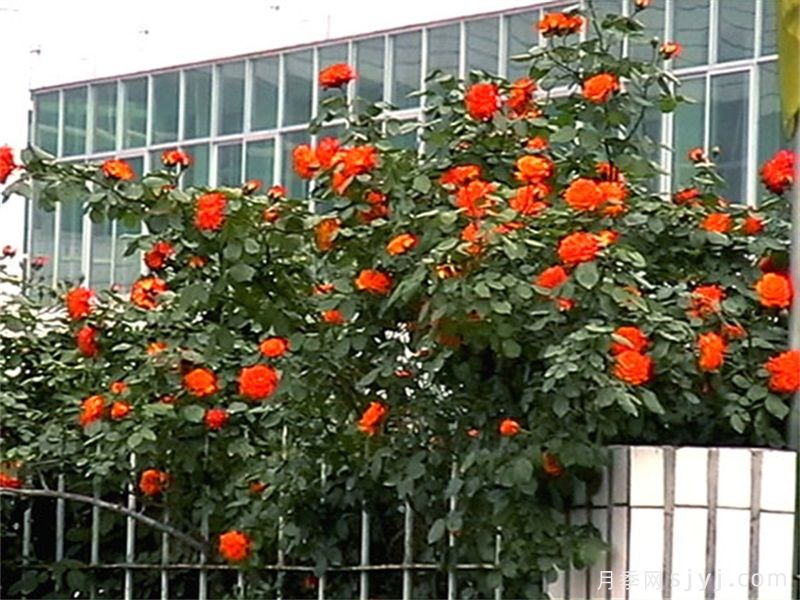 花仙月季(图1)