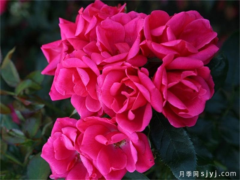花园朋友月季/花园之友/彩色火烈鸟Gartenfreund(图2) 花园朋友月季/花园之友/彩色火烈鸟Gartenfreund(图2)