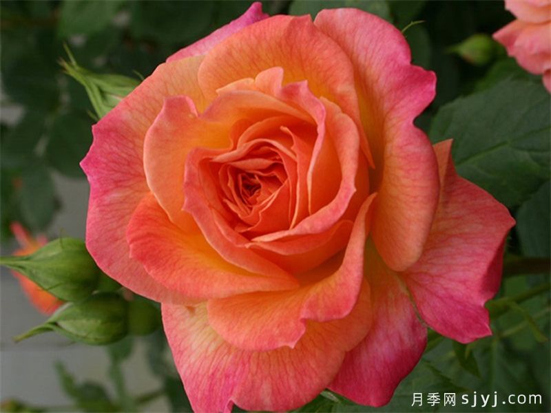 花园乐趣月季/花园喜悦Garden Delight(图1)