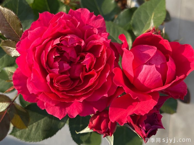 花烛焰月季(图1)