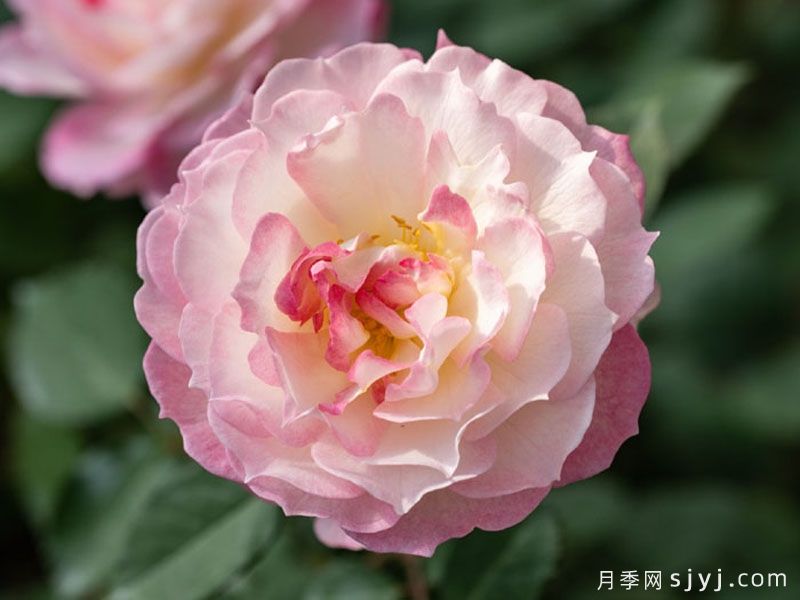 华池月季(图1)