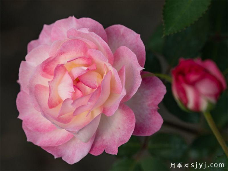 华池月季(图4)