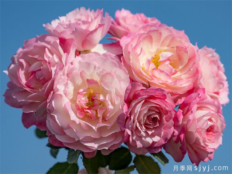 华池月季(图2)