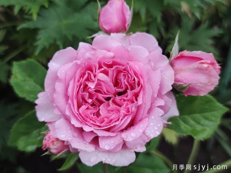 欢迎月季/欢迎德尔伯特Bienvenue(图4)